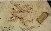 J Skin Stem Cell
