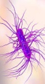 Contribution of <i>gyrA</i> and <i>qnrA</i> genes in Ciprofloxacin Resistant <i>Ecsherichia coli</i> Isolates from Patients with Urinary Tract Infections of Imam Khomeini Hospital of Tehran