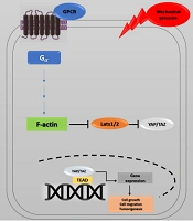 Hippo Signaling Pathway and Cancer: Molecular Regulation and Therapeutic Targets