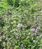 Assessment of Some Toxic Metals in Ziziphora (Ziziphora persica) Obtained from Local Market in Lahijan, Northern Iran