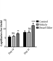 Healing Effects of Iranian Dwarf Elder on Full-thickness Epidermal Thermal Injury in Wistar Rats
