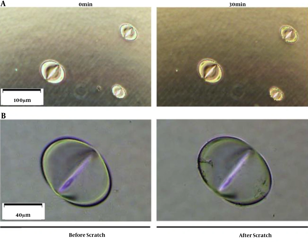 Erosive characteristics of CEES. Under a microscope, (A) appearance change of plastic plate after contacting CEES droplets; (B) CEES droplet was scratched by a 1 mL tip. After scratching, the droplet shape did not change, and the erosive pit was confirmed. Erosive characteristics of CEES. Under a microscope, (A) appearance change of plastic plate after contacting CEES droplets; (B) CEES droplet was scratched by a 1 mL tip. After scratching, the droplet shape did not change, and the erosive pit was confirmed.