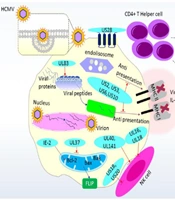 A Comprehensive Review of the Potential Role of Human Cytomegalovirus (HCMV) Infections in Carcinogenesis