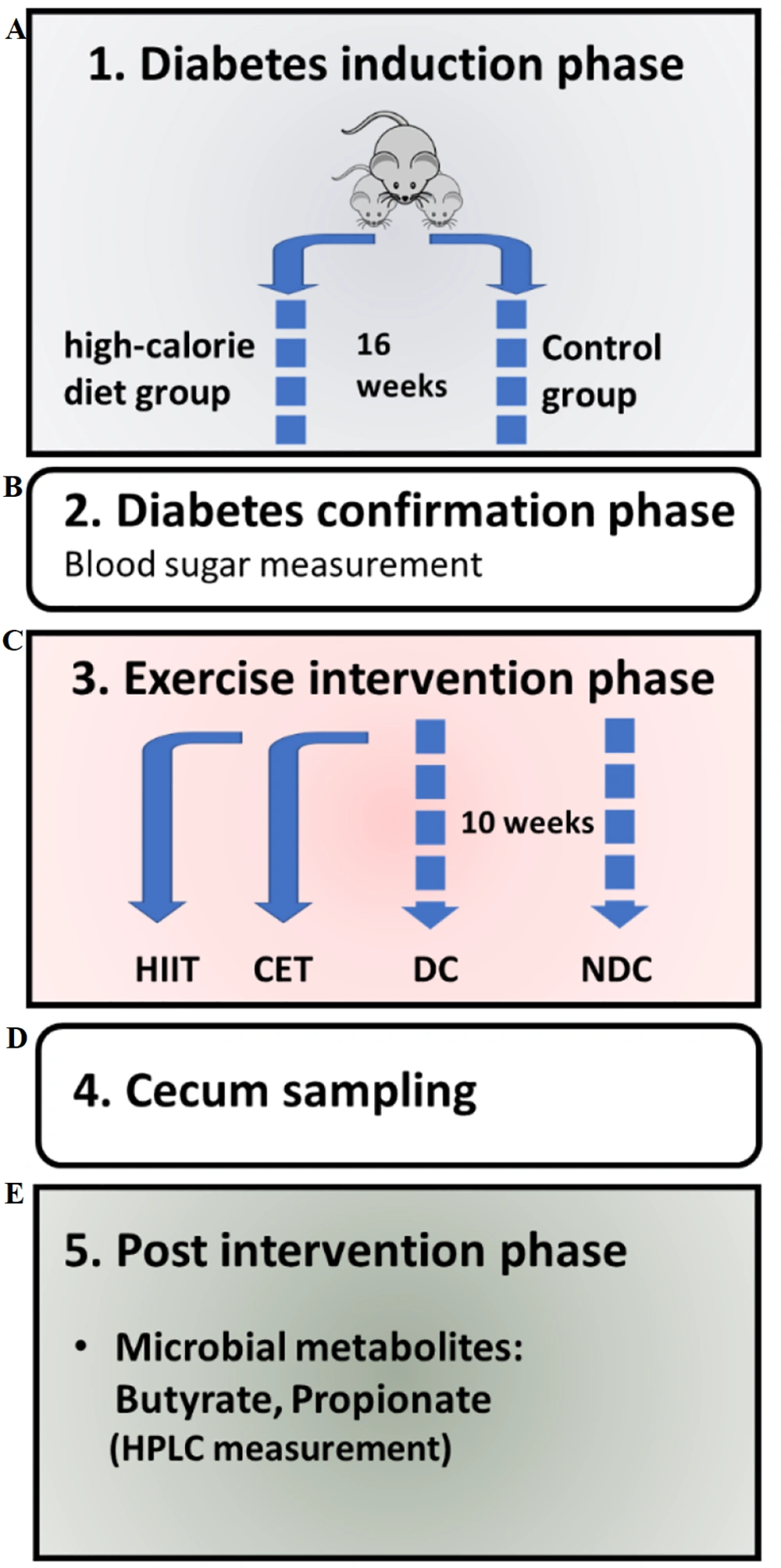 Schematic representation of the experiment phases: A, induction of diabetes through a high-fat diet; B, confirmation of diabetes via a blood sugar test; C, implementation of exercise interventions using HIIT and CET protocols; D, collection of cecal samples; and E, analysis of the intervention's effect on cecal microbiota metabolites using HPLC. Abbreviations: NDC, non-diabetic control; DC, diabetic control; CET, continuous endurance training; HIIT, high-intensity interval training. Schematic representation of the experiment phases: A, induction of diabetes through a high-fat diet; B, confirmation of diabetes via a blood sugar test; C, implementation of exercise interventions using HIIT and CET protocols; D, collection of cecal samples; and E, analysis of the intervention's effect on cecal microbiota metabolites using HPLC. Abbreviations: NDC, non-diabetic control; DC, diabetic control; CET, continuous endurance training; HIIT, high-intensity interval training.