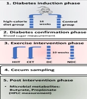 Comparing the Impact of Continuous Endurance and High-intensity Interval Training on Cecal Butyrate and Propionate Levels in Diabetic Rats Induced by High-fat Diet