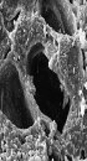 The Removal of Lead from Aqueous Solution Using Almond Green Hull (Prunus amygdalus-Fascionello) Waste Material Magnetized with Fe3O4