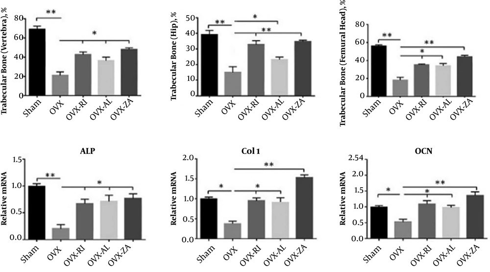 A, Histomorphometric analysis of all groups including trabecular bone (%) of hip, femoral head, and vertebra 8 weeks post-treatment; B, Effects of different treatments on mRNA expression of osteocalcin (OCN), alkaline phosphatase (ALP), and collagen type 1 (Col1) at 8 weeks post-treatment (vertebral bone). OVX: PBS treated ovariectomized rat, OVX-RI: risedronate treated ovariectomized rat, OVX-AL: alendronate treated ovariectomized rat, OVX-ZA: zoledronic acid treated ovariectomized rat, *,**: indicates treatment group versus un-treatment OVX group ,**P < 0.01, *P < 0.05. A, Histomorphometric analysis of all groups including trabecular bone (%) of hip, femoral head, and vertebra 8 weeks post-treatment; B, Effects of different treatments on mRNA expression of osteocalcin (OCN), alkaline phosphatase (ALP), and collagen type 1 (Col1) at 8 weeks post-treatment (vertebral bone). OVX: PBS treated ovariectomized rat, OVX-RI: risedronate treated ovariectomized rat, OVX-AL: alendronate treated ovariectomized rat, OVX-ZA: zoledronic acid treated ovariectomized rat, *,**: indicates treatment group versus un-treatment OVX group ,**P < 0.01, *P < 0.05.