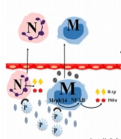Cross-Talk of Atherosclerosis and Ischemic Stroke: Dramatic Role of Neutrophils