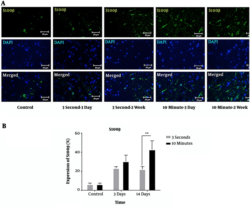 Immunohistochemical staining of S100β protein following 3-second and 10-minute compression at the 5 mm rostral to the injury site. A) Immunostaining for S100β revealed various amounts in the spinal cord sections of T9 in the different groups at 3- and 14-days post-SCI. S100β-positive cells are stained green, while the nuclei are stained with DAPI (blue) (20 × magnification) (scale bar: 20 µm). B) Comparison of S100 expression changes at the 5 mm rostral to the injury site. The staining intensity in the 10-minute compression group is higher than in the 3-second compression group after 14 days and the control group. Data are expressed as the mean ± SEM. Analysis of variance was used for statistical analysis (n = 3). ** P < 0.01. Immunohistochemical staining of S100β protein following 3-second and 10-minute compression at the 5 mm rostral to the injury site. A) Immunostaining for S100β revealed various amounts in the spinal cord sections of T9 in the different groups at 3- and 14-days post-SCI. S100β-positive cells are stained green, while the nuclei are stained with DAPI (blue) (20 × magnification) (scale bar: 20 µm). B) Comparison of S100 expression changes at the 5 mm rostral to the injury site. The staining intensity in the 10-minute compression group is higher than in the 3-second compression group after 14 days and the control group. Data are expressed as the mean ± SEM. Analysis of variance was used for statistical analysis (n = 3). ** P < 0.01.