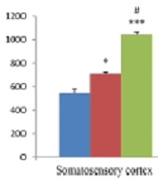 Evaluating Plasma and Brain TRPV1 Channels in the Animal Model of Episodic and Chronic Migraine: The Possible Role of Somatosensory Cortex TRPV1 in Migraine Transformation