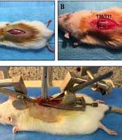 A Simple and Cost-effective Weight Drop Model to Induce Contusive Spinal Cord Injury: Functional and Histological Outcomes