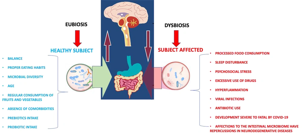 The representative scheme of intercommunication through the gut-brain axis The representative scheme of intercommunication through the gut-brain axis