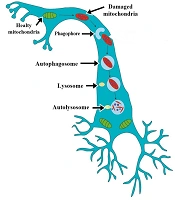 Cover image of the article: Unraveling Pathophysiological Link Between Mitophagy Pathway and Vascular Dementia