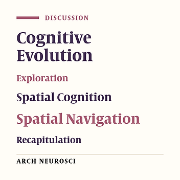 A Theoretical Framework to Explain the Superior Cognitive Competence in Humans: A Role for the Division of Labour in the Brain