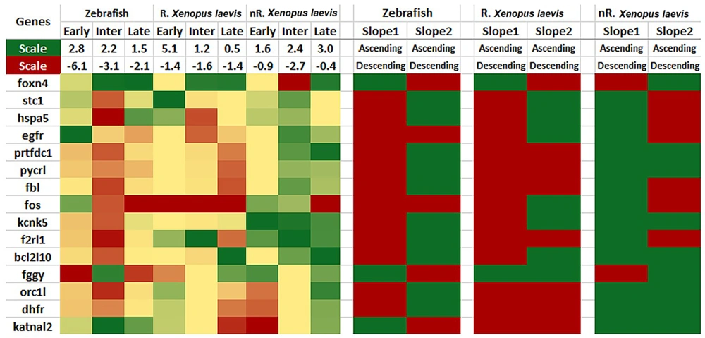 Heat map of the top 15 genes. On the left side, the foldchange of the genes in each phase of the species is shown in green (up-regulation), red (down-regulation), or yellow (neutral). The scale of each column is located in the top row. On the right, the ascending (green) or descending (red) slope of each gene is demonstrated for each species (slope 1: Early-to-intermediate phase slope; Slope 2: Intermediate-to-late phase slope; R: Regenerative; nR: Non-regenerative.) Heat map of the top 15 genes. On the left side, the foldchange of the genes in each phase of the species is shown in green (up-regulation), red (down-regulation), or yellow (neutral). The scale of each column is located in the top row. On the right, the ascending (green) or descending (red) slope of each gene is demonstrated for each species (slope 1: Early-to-intermediate phase slope; Slope 2: Intermediate-to-late phase slope; R: Regenerative; nR: Non-regenerative.)