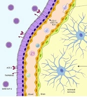 Distinct Clinical Manifestations of COVID-19 in Multiple Sclerosis Patients: Unraveling the Clinical Nexus