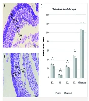 Effect of Mephedrone Exposure During Gestation on the Morphometrical Parameters of the Cerebellum in the Balb/C Mouse Offsprings