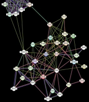 Mapping the Central Genes in Bipolar Disorder Pathways: From Data to Diagnosis