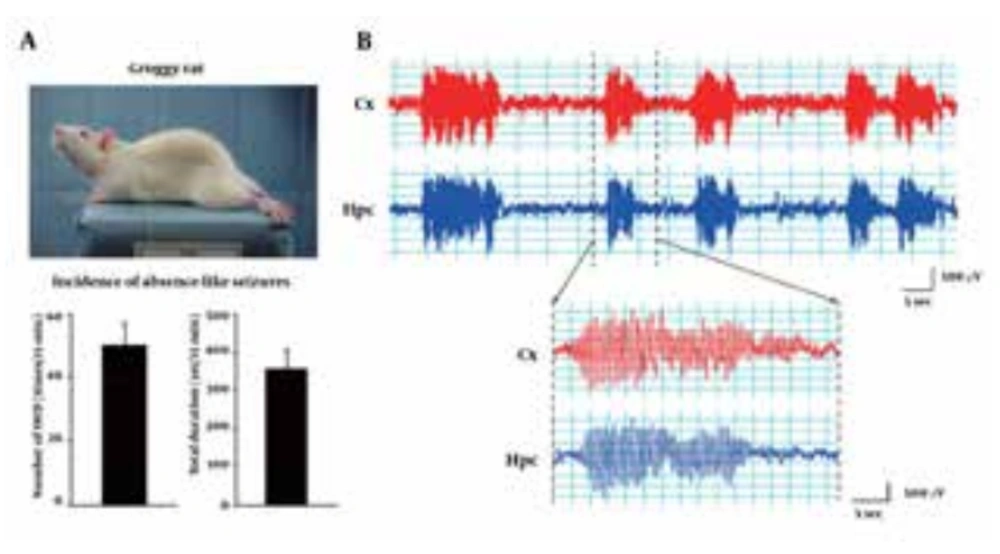 Incidence of Absence-like Seizures and EEG Patterns in Groggy Rats Groggy rats often exhibit spontaneous absence-like seizures with synchronously-associated 7-8 Hz spike-wave discharges (SWD). A) Number and total duration of absence-like seizures during a 15 minutes observation period. B) Typical EEG patterns recorded from the cerebral cortex (Cx) and hippocampus (Hpc) during absence-like seizures.