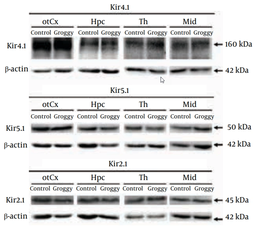 Western Blot Analysis for Kir4.1, Kir5.1 and Kir2.1 Subunits in Groggy Rats <a href="#fig10007">Figure 2</a> shows typical Western blots probed with the anti-Kir4.1, anti-Kir5.1 and anti-Kir2.1 antibodies in Groggy and control (Slc:Wistar) animals. otCx, occipito-temporal cortex; Hpc, hippocampus; Th, thalamus; Mid, Midbrain; Reference: β-actin.