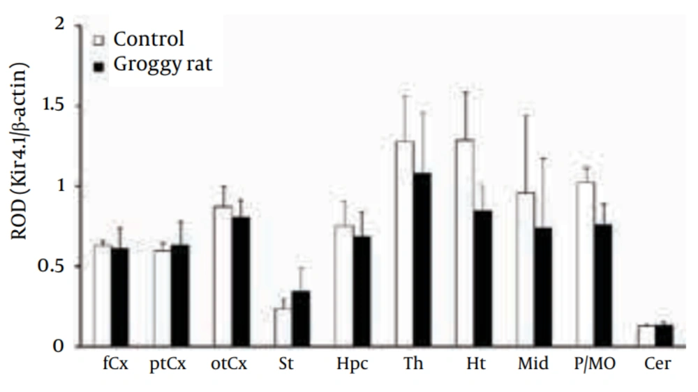 Regional Expression of Kir4.1 in Groggy Rats Kir4.1 expression was expressed as relative optical density (ROD) to β-actin. fCx, frontal cortex; ptCx, parieto-temporal cortex; otCx, occipito-temporal cortex; St, striatum; Hpc, hippocampus; Th, thalamus; Ht, hypothalamus; Mid, midbrain; P/MO, pons/medulla oblongata; Cer, cerebellum. Each value shows the mean ± SEM of five (Groggy) or six (control) animals.