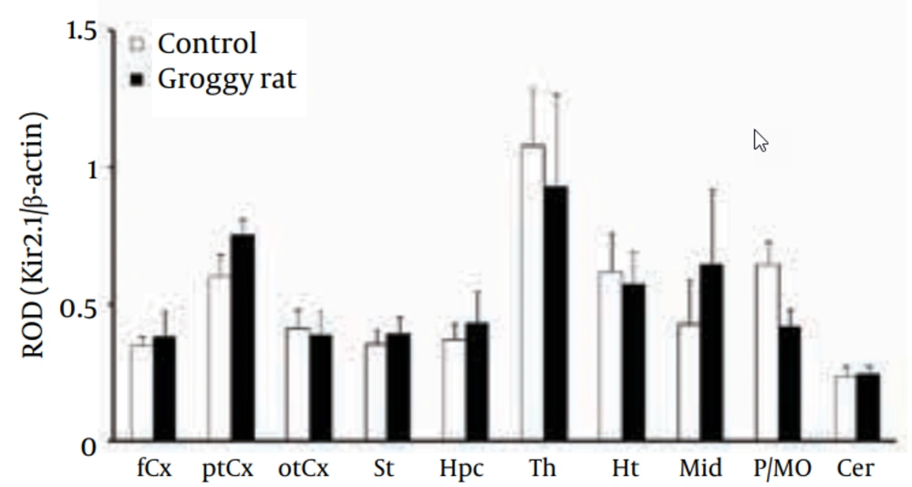 Regional Expression of Kir2.1 in Groggy Rats Kir2.1 expression was expressed as relative optical density (ROD) to β-actin. fCx, frontal cortex; ptCx, parieto-temporal cortex; otCx, occipito-temporal cortex; St, striatum; Hpc, hippocampus; Th, thalamus; Ht, hypothalamus; Mid, midbrain; P/MO, pons/medulla oblongata; Cer, cerebellum. Each value shows the mean ± SEM of five (Groggy) or six (control) animals.