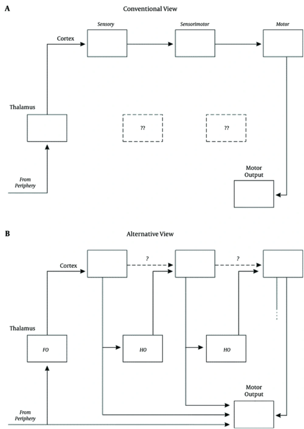 Comparison Between the Traditional View of Thalamocortical Functioning (A) and an Alternative View Proposed by Murray Sherman and Ray Guillery (B) (Adapted Adapted from (<a href="#A57105REF5">5</a>)) Interactions between the thalamus and the cortex correspond to how our mind experiences reality. According to the conventional view of thalamocortical functioning, the thalamus serves as a relay for sensory information from the bodily periphery to reach the cortex. The cortex then processes this information sequentially as it passes from sensory cortical areas to sensorimotor areas and then to motor areas. Motor cortical areas then issue commands to the body. In contrast, according to the alternative view based on the microarchitecture of thalamocortical networks, the main information-carrying inputs that reach the thalamus and then the cortex are actually copies of motor commands issued to lower motor centers in the central nervous system. Such information, that reaches the cortex via the first order thalamic nuclei (FO), has not been processed by any cortical region yet but nonetheless contains copies of motor commands already issued as this information is travelling to the thalamus. Higher order thalamic nuclei (HO) relay copies of motor commands issued to lower motor centers by cortical areas at all levels of sensory and motor cortical hierarchies. Because every cortical area issues motor commands, as well as copies of those commands to the thalamus, there is no qualitative division between sensory and motor processing in the cortex.