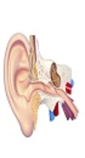 Cover image of the article: Treatment of Meniere’s Disease with Persian Medicine: A Case Report