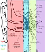 Surgical Landmarks of the Endoscopic Transcanal Transcochlear Approach: A Cadaveric Study