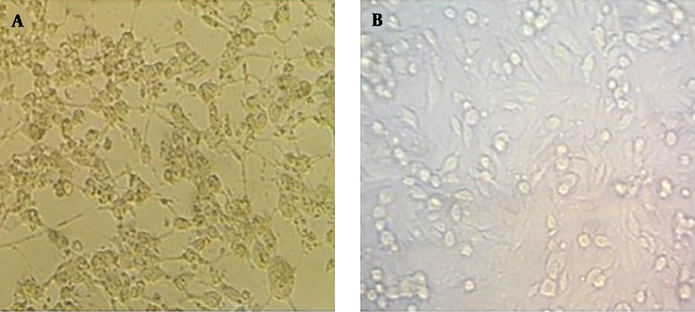 Measles virus rescue in co-cultivated HEK-293 cells with Vero cells. A, Rescued recombinant measles virus after co-culture of transfected HEK-293 cells (pAIKc-rMV, pT7N1P5, and pEMC-La) with Vero cells visualized with a vast cytopathic effect after four days. B, co-culture of transfected HEK-293 cells (pAIKc-rMV and pT7N1P5) with Vero cells as a negative control. Measles virus rescue in co-cultivated HEK-293 cells with Vero cells. A, Rescued recombinant measles virus after co-culture of transfected HEK-293 cells (pAIKc-rMV, pT7N1P5, and pEMC-La) with Vero cells visualized with a vast cytopathic effect after four days. B, co-culture of transfected HEK-293 cells (pAIKc-rMV and pT7N1P5) with Vero cells as a negative control.