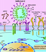 Human Cell Receptors and Downstream Cascades: A Review of Molecular Aspects and Potential Therapeutic Targets in COVID-19