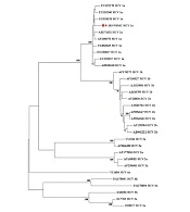 Screening of Occult Hepatitis B and C Virus Infection in Working Children, Tehran, Iran