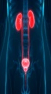Detection of Extended - Spectrum Beta - Lactamases in Escherichia coli Isolates and it’s Correlation with Vesicoureteral Reflux Nephropathy