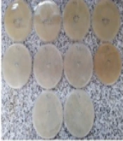 Cover image of the article: Evaluate the Modified Carbapenem Inactivation Method for Phenotypic Detection of Carbapenemase Production Among Gram-Negative Bacteria