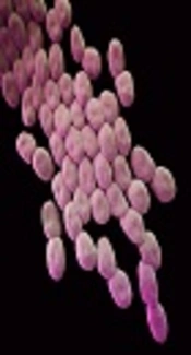 Risk Factors for Resistance and Mortality in Patients with Extensively Resistant Acinetobacter Bacteremia in Taleghani Hospital in Tehran, Iran