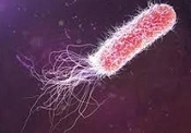Evaluation Synergistic Effect of TiO2, ZnO Nanoparticles and Amphiphilic Peptides (Mastoparan-B, Indolicidin) Against Drug-Resistant Pseudomonas aeruginosa, Klebsiella pneumoniae and Acinetobacter baumannii