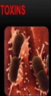 Shiga Toxin, SlideShare