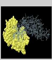 Development of Multi-epitope Subunit Vaccine Against Pseudomonas aeruginosa Using OprF/OprI and PopB Proteins