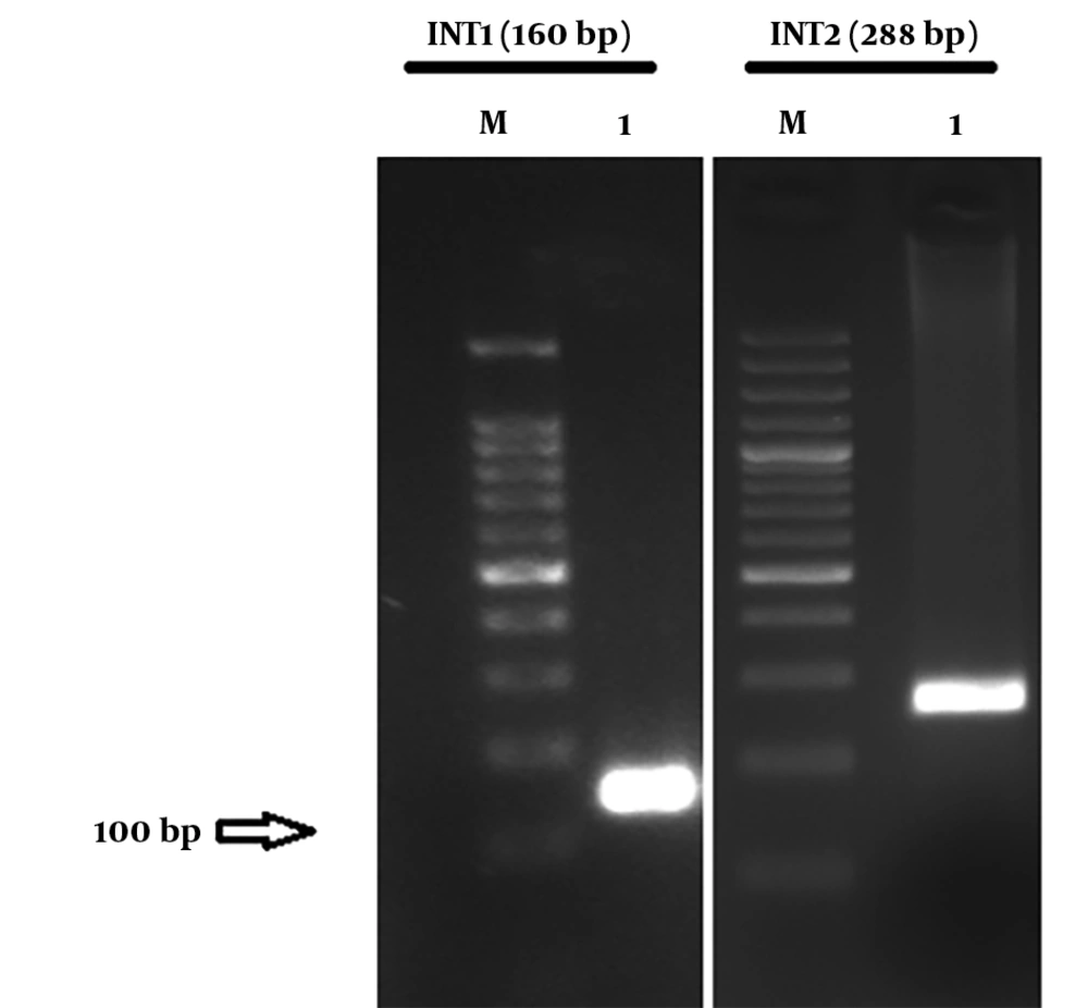 The Agarose Gel of the Strains Containing Integrons The Agarose Gel of the Strains Containing Integrons