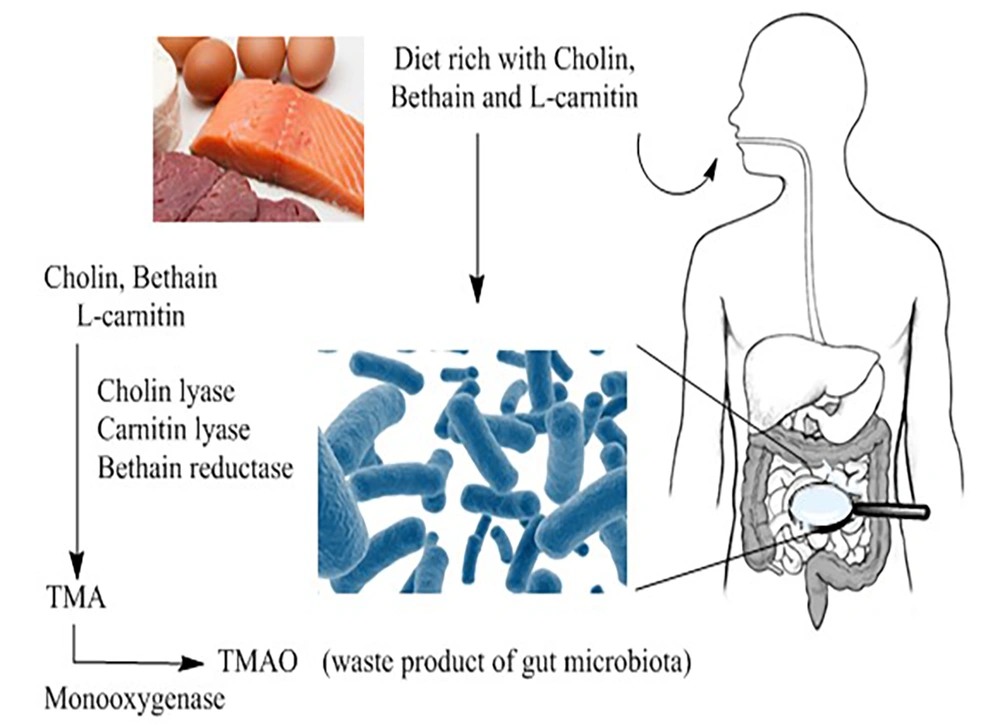 l-carnitine green tea weight loss Trimethylamine N-oxide, choline and its metabolites are associated with the  risk of non-alcoholic fatty liver disease | British Journal of Nutrition main image 0