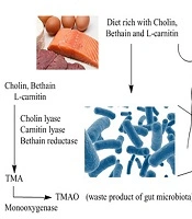 The Association Between the Gut Microbiome and COVID-19 Severity: The Potential Role of TMAO Produced by the Gut Microbiome