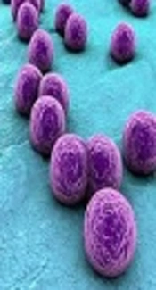 Molecular Investigation of Methicillin-Resistant <i>Staphylococcus aureus</i> Strains Recovered from the Intensive Care Unit (ICU) Based on Toxin, Adhesion Genes and <i>agr</i> Locus Type Analysis