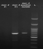 Prevalence of Mobile Colistin Resistance (mcr) Genes in Acinetobacter baumannii: Isolates of Clinical Infection from an Iranian University Hospital