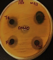 Antibacterial and Biological Activity of Polar and Non-polar Fractions of Acroptilon repens (L.) DC Against bap Gene Expression in Acinetobacterbaumannii Biofilm