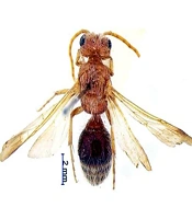 Identification and Confirmation of a New Species of Velvet Ants as a Sting Agent in Homes and Traditional Carpet Weaving Sites in Kashan, Iran