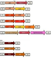 Genetic Diversity of Class 1 and Class 2 Integron Gene Cassettes in Staphylococcus aureus Isolates from Hospital Wastewater in Tehran, Iran