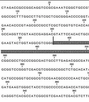 Alpha/Beta Hydrolase Gene as a Novel Specific Target for Mycobacterium simiae Using Computational Analyses