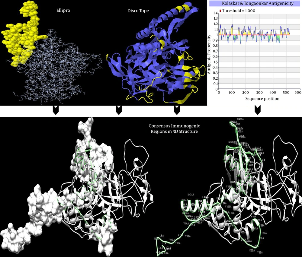 3D Representation of Immunogenic Regions for Iranian HIV-1 CRF35_AD Isolate gp120 Protein That Was Predicted by Homology Modelling and Visulazation Using the SwissPdb Viewer Software v4 Upper photos show predicted dominant epitopes by DiscoTope, ElliPro and Kolaskar and Tongoankar antigenicity methods. Also, below the figure, consensus immunogenic region among servers are represented.