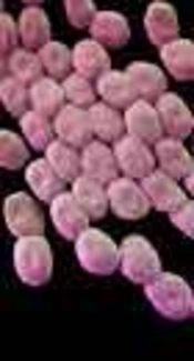 Plasmid-Mediated Class 1 and 2 Integron Carriage in Drug-Resistant Nosocomial Isolates of Acinetobacter baumannii