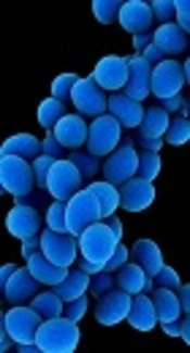 Methicillin-Resistant Staphylococcus epidermidis in Iran: A Systematic Review and Meta-Analysis